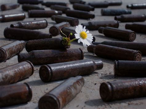 Daisy Growing Out Of An Empty Bullet Growing Tree Planting Flowers