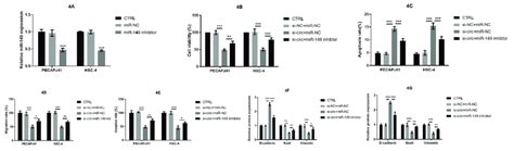 MiR 149 Inhibition Rescued The Effects Of Circ 0014359 Silencing On