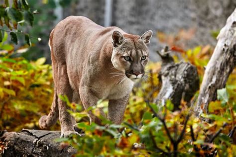 Mountain Lion Poop: Everything You've Ever Wanted to Know - A-Z Animals