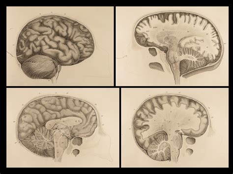 Anatomie Et Physiologie Du Systeme Nerveux En General Et Du Cerveau En