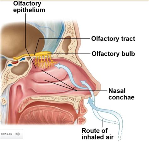 Special Senses Olfaction And Gustation Exam Flashcards Quizlet