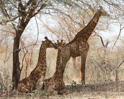 Kordofan Giraffe - Facts, Diet, Habitat & Pictures on Animalia.bio