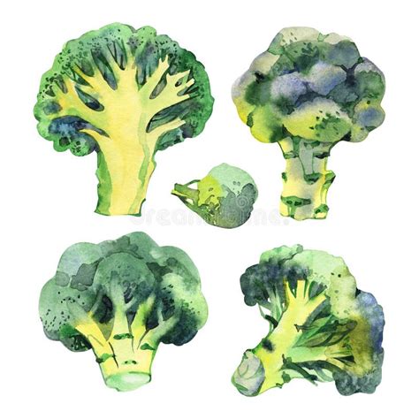 Watercolor Vegetable Broccoli Isolated On A White Background. Hand Painting Stock Illustration ...