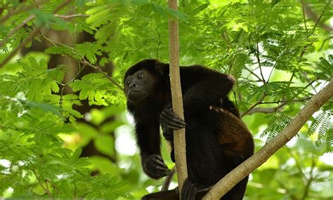 essential costa rica   costa rica monkey tours  guanacaste