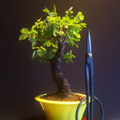 Zelkova Nire Tama O Shohin Nebari Bons Is