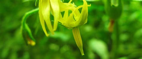 Unpollinated Flower BioBee Peru