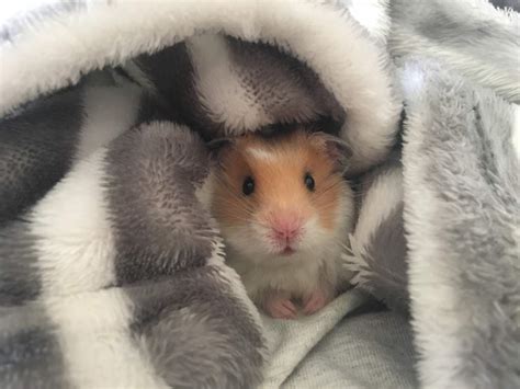 最新 Hamster Pfp 138953 Hamster Pfp Tiktok