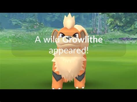 Growlithe Spotlight Hour Shiny Hunt Live Pokemon Go Youtube