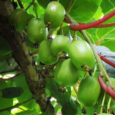 Kiwi O Actinidia Arguta Issai Autofertil Kiwi An O Flores Frescas Online