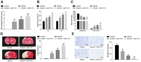 Mir 137 Prevents Inflammatory Response Oxidative Stress Neuronal