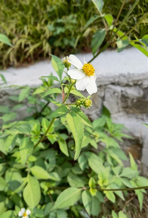 科学网—20211102——鬼针草（bidens Pilosa L） 栗茂腾的博文