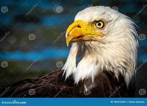 Adult Bald Eagle Profile Stock Photo Image Of Environment 185412292