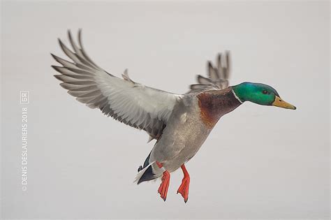 Male Mallard Duck in flight - landing (banded)