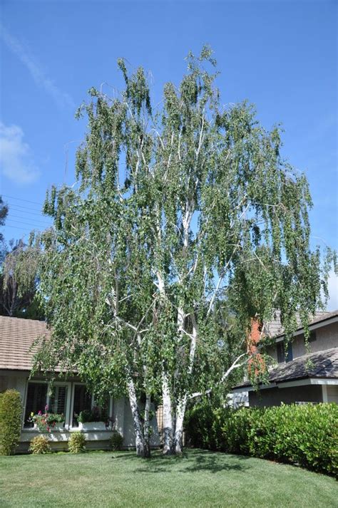 Betula Pendula Alba Pb18 Springvale Garden Centre