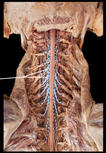 Human Cadaver And Anatomical Models Nerves And Nerve Plexuses Flashcards