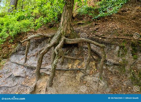 Exposed Tree Roots Stock Image Image Of Grove Exposed 267662265