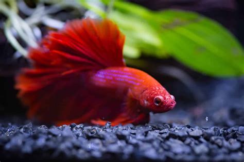 The Silent Vigil: Understanding How Betta Fish Rest While Fully Awake