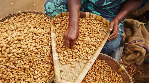 Groundnut Sowing Has Increased In Gujarat Commodity Board Europe Gmbh