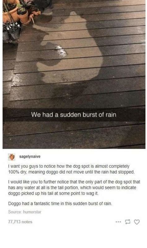 We Had A Sudden Burst Of Rain Rwholesomememes Wholesome Memes