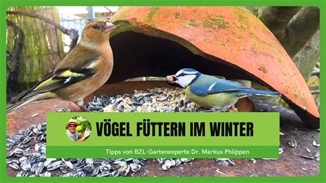 Vögel füttern im Winter YouTube