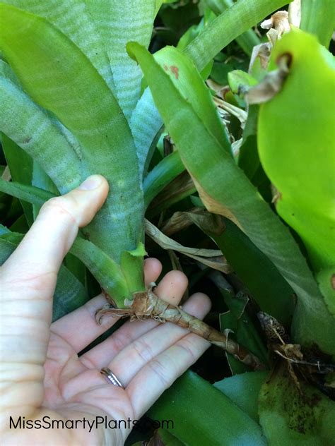 Save Money by Planting Bromeliad Pups - Miss Smarty Plants