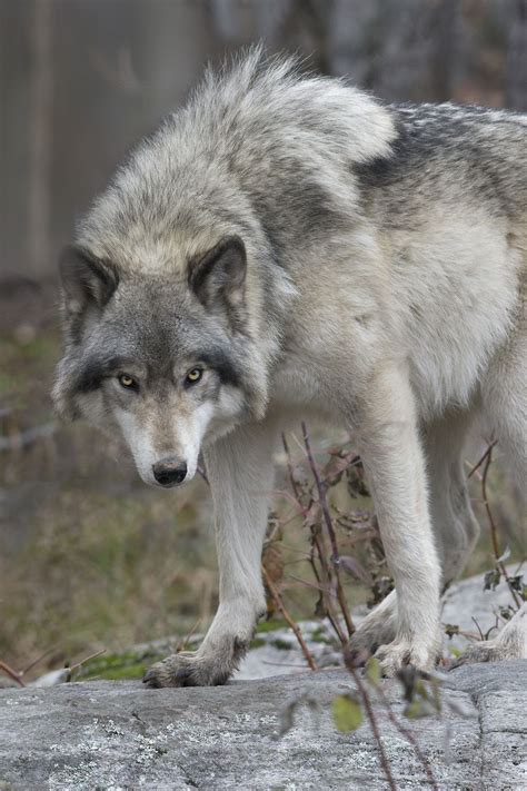 Canadian Timber Wolf Timber Wolf Wolf Dog Wolf Photos