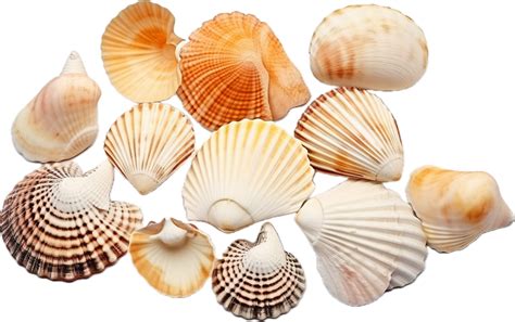 Ai Generated Sea Shells Png 35594588 Png