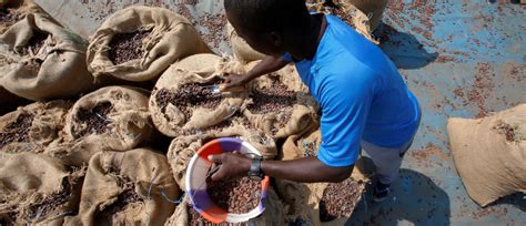 Hersheys Cocoa Beans