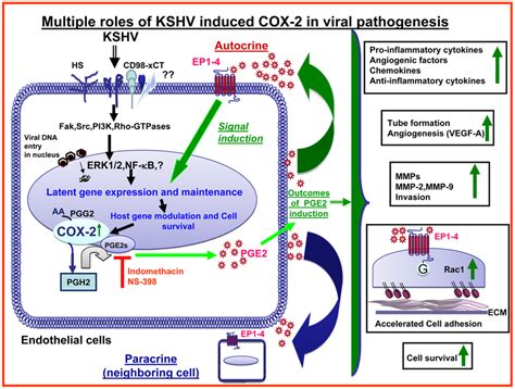 Schematic Diagram Depicting The Multiple Outcomes Of Kshv Induced Cox 2