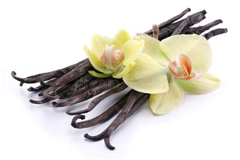 Ванильные палочки с белым цветком, изолированные на белом фоне Стоковое ...