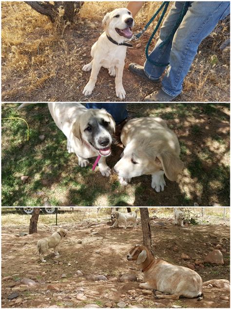 Anatolian/Great Pyrenees LGD Puppies