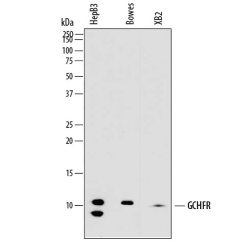 Human Gchfr Antibody R D Systems G Unlabeled Fisher Scientific