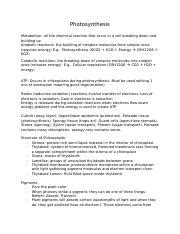 Photosynthesis.docx - Photosynthesis Metabolism: all the chemical ...