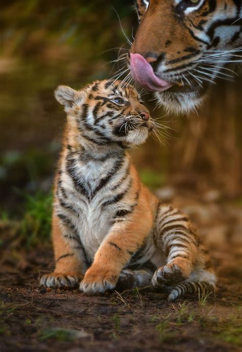 Sumatran Tiger Trio Got Their Stripes...and Names - ZooBorns