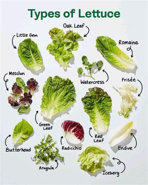 A Visual Guide To Leafy Greens How To Cook And Store Them Artofit