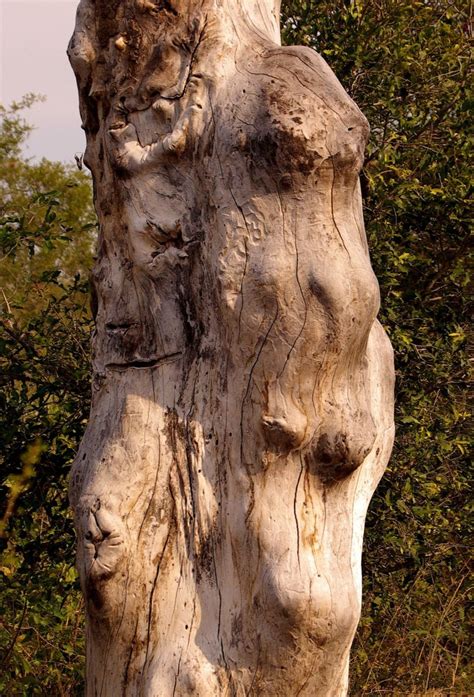 Hidden Faces Tree Hidden Face Natural Forms