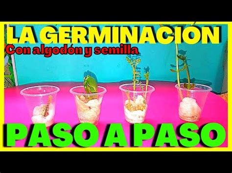 Descubre C Mo Germinar Semillas En Algod N De Forma F Cil Y Exitosa