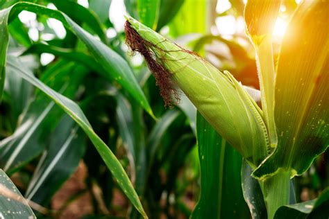 Transgenic Corn Canadian Corn Pest Coalition Ccpc