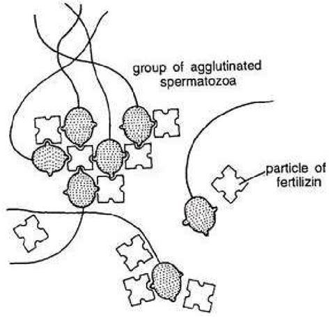 3 Agglutination Of Sperm By Fertilizin And Anti Fertilizing Reaction