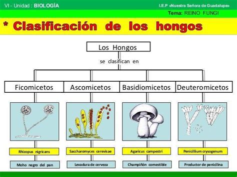 realiza un mapa conceptual sobre los hongos es del reino fungí