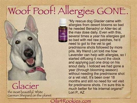 Allergies in dogs | Essential oils dogs, Dog allergies, Living ...