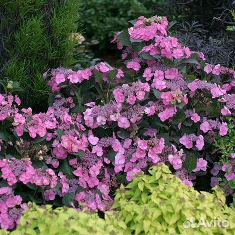 Гортензия крупнолистная Блюберри чизкейк купить в Липецке | Товары для ...