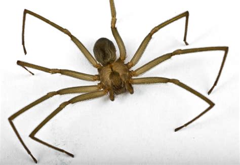 Weird Delay in Pain from Brown Recluse Spider Bite Explained