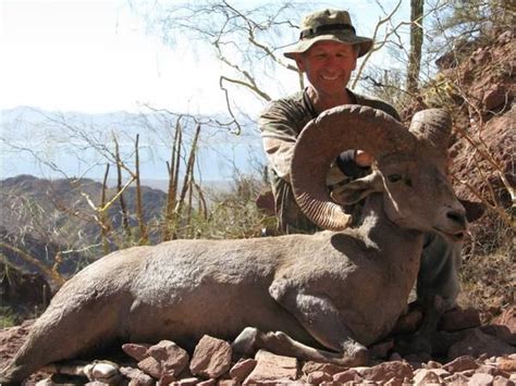 14 Day Mexico Trophy Desert Bighorn Sheep Hunt For One Hunter And One