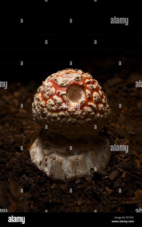 Amanita Muscaria Mushroom Stock Photo Alamy