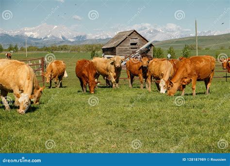 Cows Herd In Happy Summer Time In South Alberta Canada Stock Image