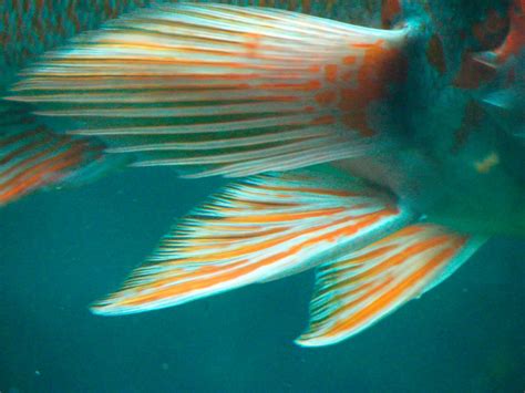 Fish Fins Images