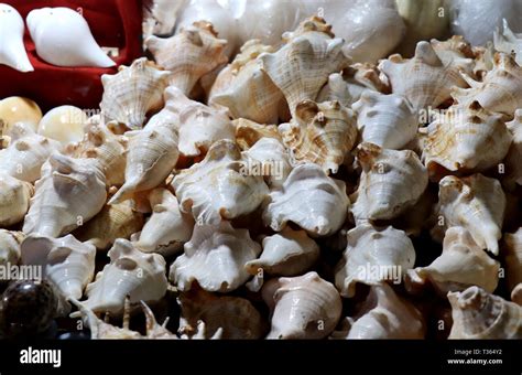 Sea Shells In The Market Conch Shells At Puri Sea Beach Evening Market