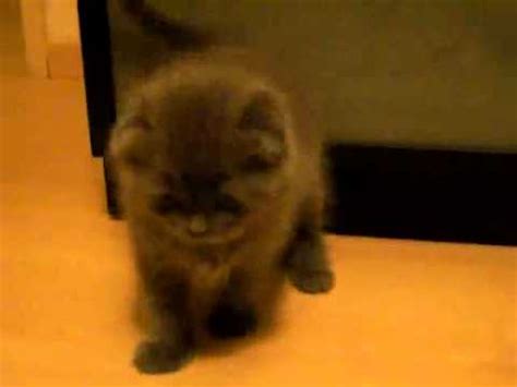 Super cute Kitty - YouTube