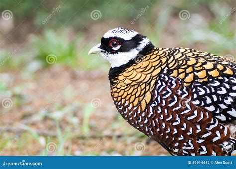 Ornamental Pheasant Male Stock Photo Image Of Ornamental 49914442